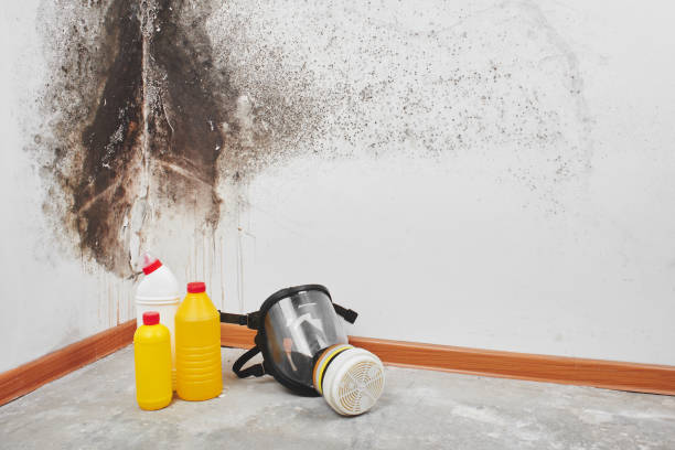 Best Crawl Space Mold Removal  in Mountain Park, GA