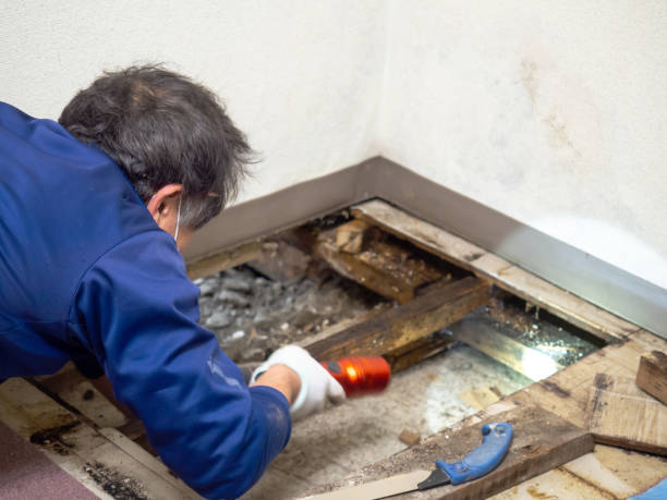 Mold Testing and Removal in Mountain Park, GA