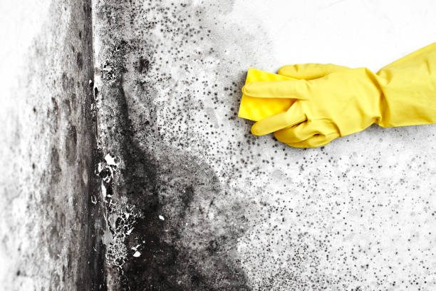 Best Office Mold Removal Services  in Mountain Park, GA