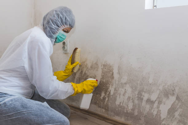 Best Same-Day Mold Removal  in Mountain Park, GA