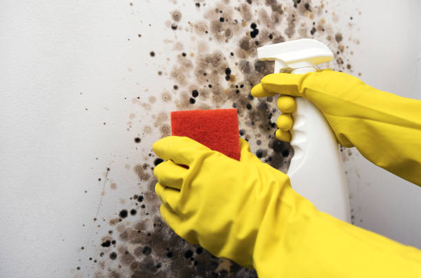 Best Mold Removal Process  in Mountain Park, GA