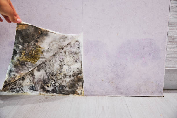 Best Mold Damage Repair  in Mountain Park, GA